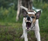 A pedigree fox terrier dog grins his teeth, an angry dog